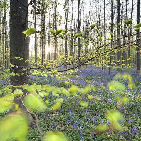 Queenswood Country Park and Arboretum, nr. Leominster