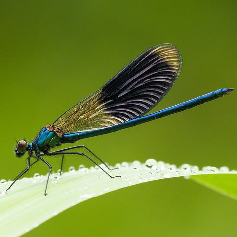 Dragonfly and damselfly spotting