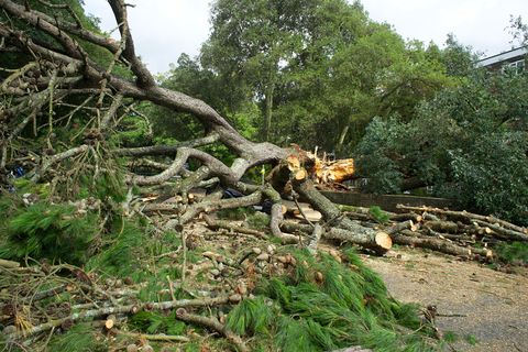 Fallen Tree