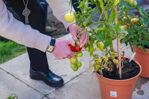 Chris tends his tomatoes