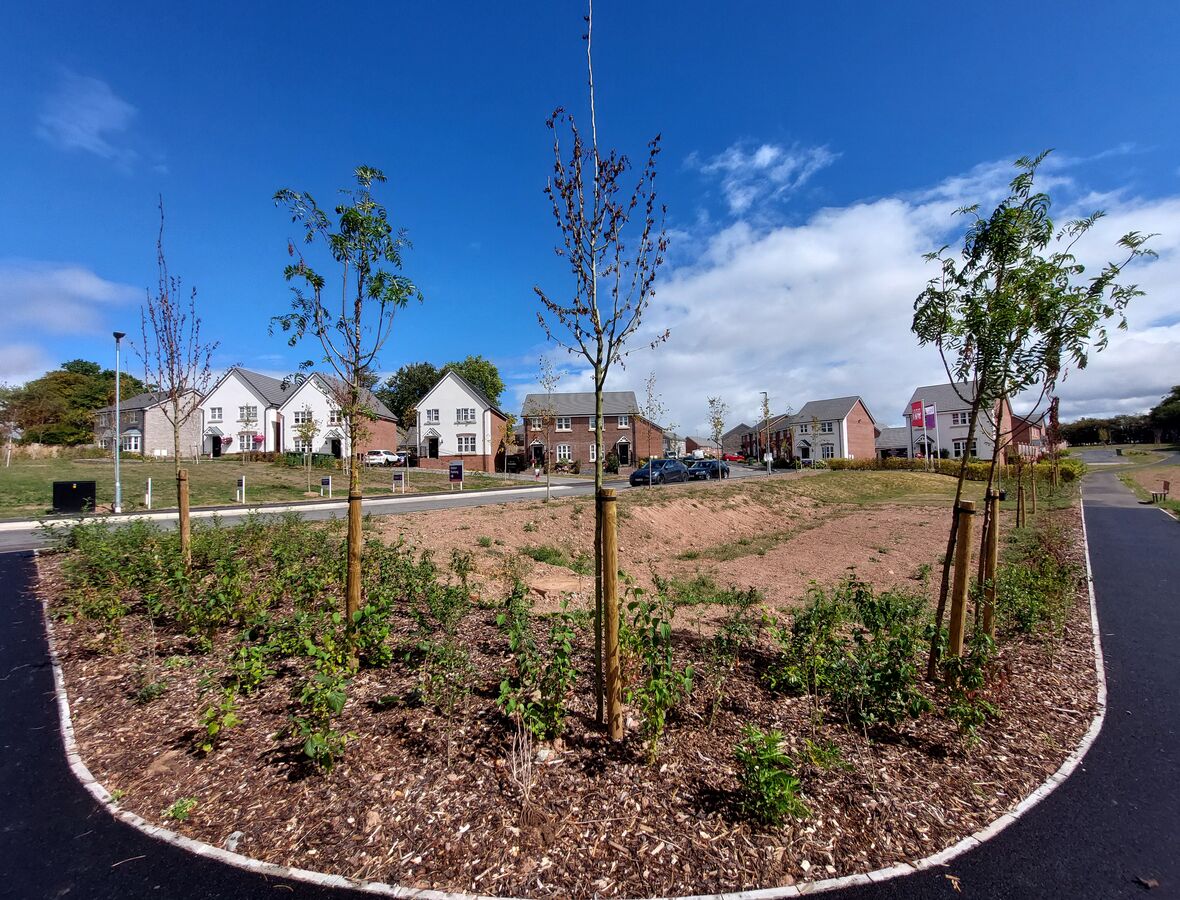 Development Image