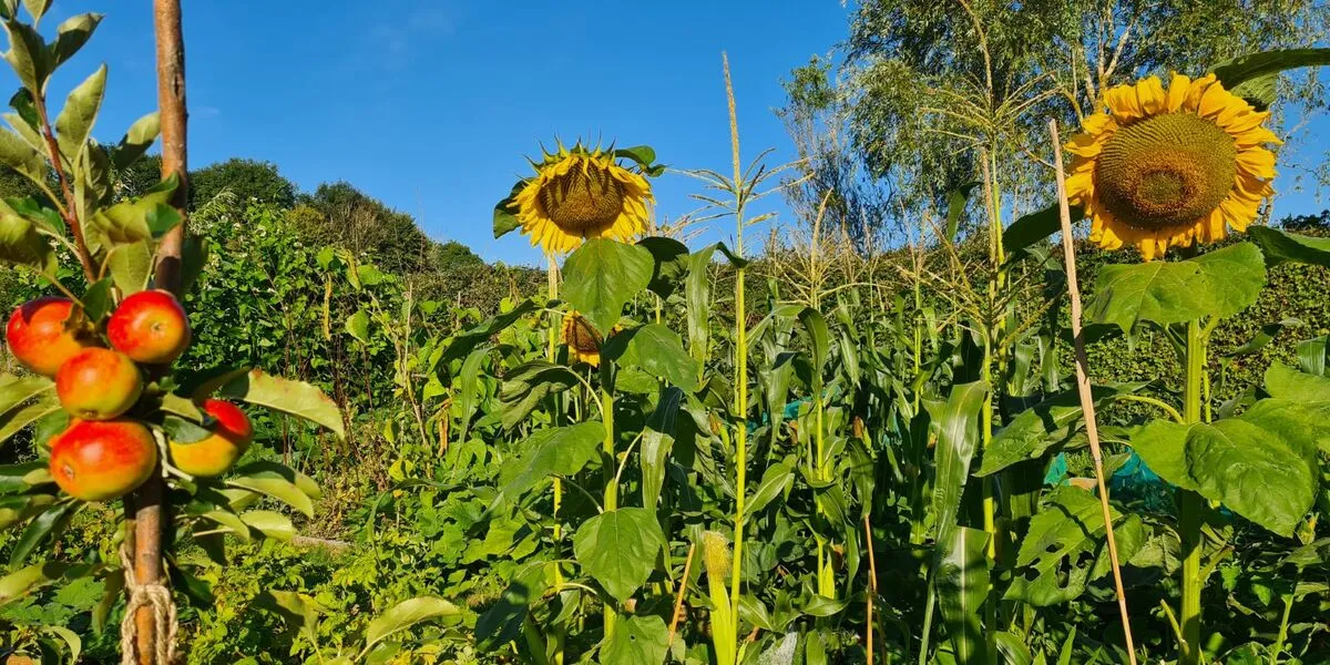 A garden scene with apples and sunflowers