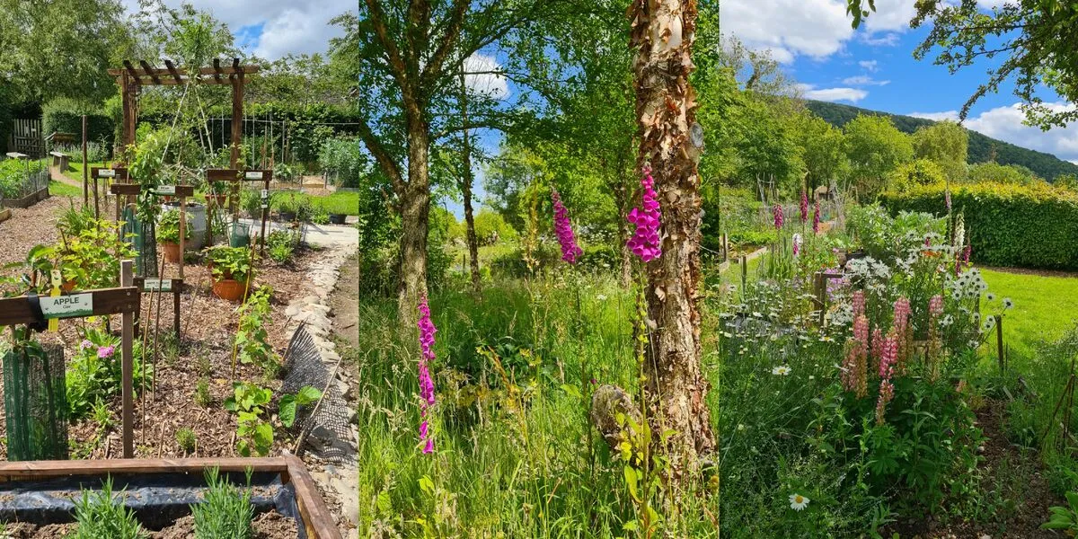 Community garden scenes (kitchen garden; foxgloves; view down the hill)