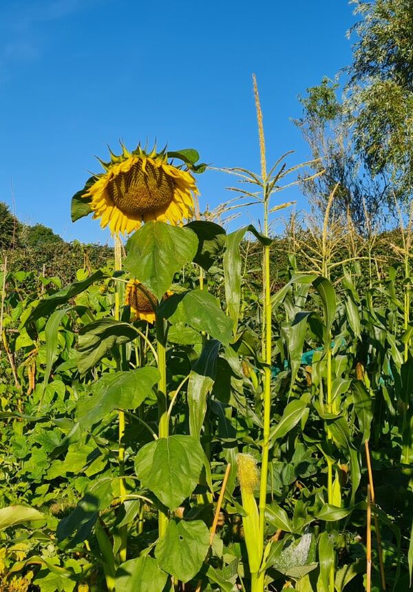 A garden scene with apples and sunflowers