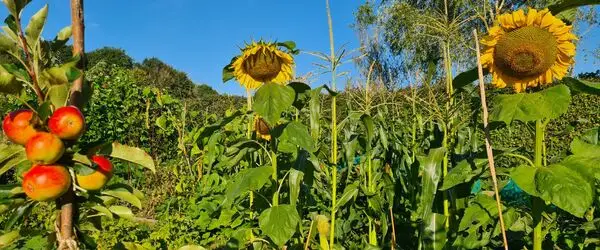 A garden scene with apples and sunflowers