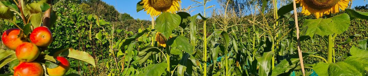A garden scene with apples and sunflowers
